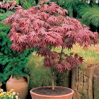 2 x Gardeners Dream Japanischer Fächerahorn Acer Palmatum Atropurpureum - Japanischer Ahorn Winterhart im 9cm Topf - Winterharte Pflanzen für Garten, Kübel & Balkon - Roter Ahorn Baum - Mehrjährig