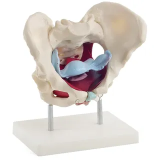Anatomisches Beckenmodell Beckenbodenmuskeln HeineScientific
