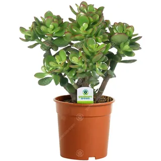 Crassula Ovata – 1 x Zimmerpflanze – Geldbaum im Topf für Zuhause oder Büro