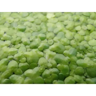 1 Portion Wasserlinsen ca. 1000 Stk. Lemna minor