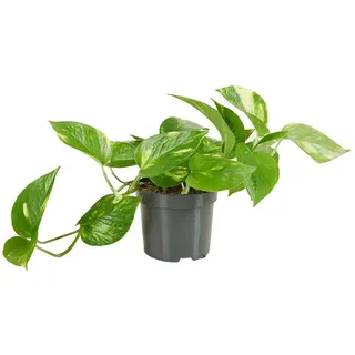 Bloomique Zimmerpflanze Scindapsus Aureum, Efeutute, Hängepflanze, 10-20 cm, Topf 12 cm, 1 St. grün