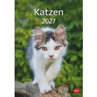 Heye Katzen Kalender Wandkalender 2027 DIN A4 hoch