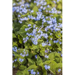 Pflanzen für Dich Staude Brunnera macrophylla, 1 St., Kaukasus-Vergissmeinnicht, Großblättriges Kaukasusvergissmeinnicht blau