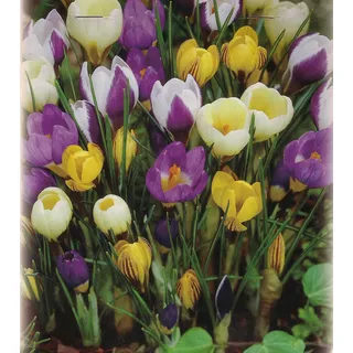 Blumenhandel Ullrich 500 Botanische gemischte Krokusse Blumenzwiebeln Crocus Krokuszwiebeln