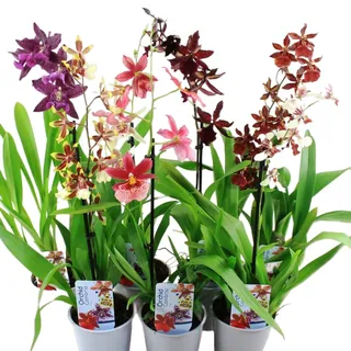 Orchideen Echte Pflanzen Cambria - 5 große Zimmerpflanzen aus Holland - 30-40 cm hoch mit Blüten - 3 Farben - Leicht Duftend (keine Samen, nicht künstlich, ohne Dünger und mit Topf)
