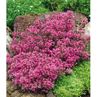 BALDUR Garten Bodendecker Bodendecker-Thymian, 3 St., Gerbirgsthymian, duftend, immergrün, winterhart, mehrjährig rosa