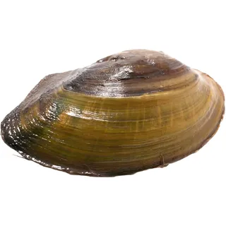 NatureHolic Teichmuschel mittel - Unio pictorum