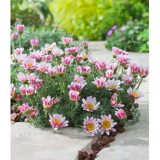 BALDUR Garten 3x Winterharter Bodendecker Afrikanisches Ringkörbchen, Pflanzen im 9x9 cm-Topf, Anacyclus depressus, Polsterstaude, Ringblume, wint...