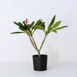 Plant in a Box - Plumeria rubra - Höhe 55-70cm - Topf 17cm