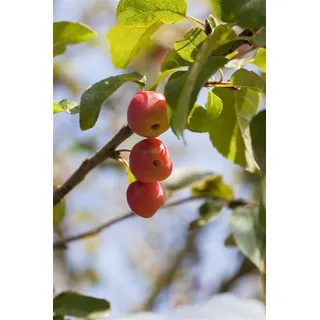 Pflanzen Für Dich Malus Red Sentinel Zierapfel Rote Früchte 60–100 cm