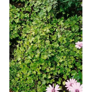 pflanzen-für-dich.de Hedera helix 'Kolibri' Efeu buntlaubig, ca. 9x9 cm Topf