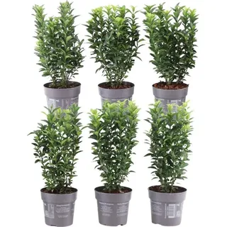 pflanzenboutique.de Plants by Frank - 1 Meter Grüne Spindelstrauch Hecke - Euonymus japonicus 'Green Spire' Pflanzenset mit 6 winterharten Heckenpflanzen | Immergrüne Hecke | Grün