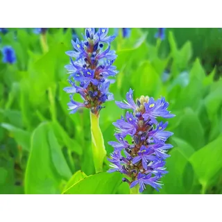 Hechtkraut | Herzblättriges Hechtkraut | Pontederia cordata | Wasserpflanze | Teichpflanze | winterhart | dauerblüher | blaue Blüte | für bis zu 30 cm Wasserstand