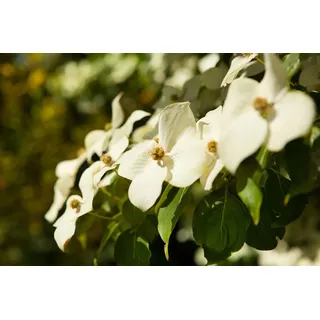 Pflanzen Für Dich Cornus Kousa Chinensis Chinesischer Blumen-Hartriegel 100–125 cm
