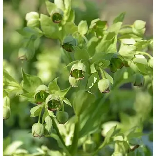 Stinkender Nieswurz Helleborus foetidus - lebende Gartenpflanze aus den Baumschulen