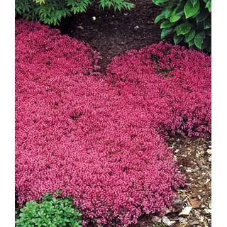 BALDUR Garten 50x Winterharter Bodendecker-Thymian, Pflanzen im 9x9 cm-Topf, Thymus, Sandthymian, Empfehlung: 4-5 Pflanzen pro qm, winterharte Polsterstaude, trockenresistent, bienenfreundlich