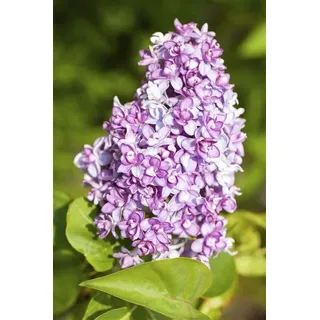 Pflanzen Für Dich Syringa vulgaris 60–100 cm