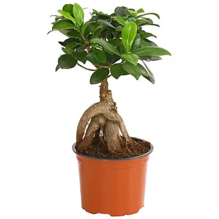 Dehner Chinesische Feige Ø Ficus microcarpa, Ginseng, Dunkelgrün