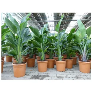 Strelitzia Strelitzie weiß Augusta 160 - 180 cm, Paradiesvogelblume Premiumqualität