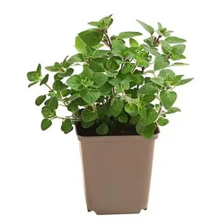 Pizza-Oregano, Hellgrün