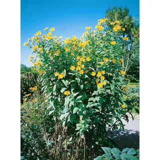 Topinambur im Topf Helianthus tuberosus winterhart mehrjährig Sichtschutz | Essbare Knollen, buschig bis 300 cm, gelbe Blüte August bis Oktober, sonniger Standort, winterhart bis -30 °C