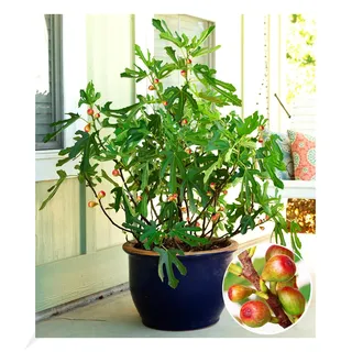 BALDUR Garten 1x Mini Feigenbaum Little Miss Figgy, Pflanze im 9x9 cm-Topf, für windgeschützen Standort, Naschgarten, winterhart, trockenresistent, Ficus carica, niedrig bleibende Zwerg-Feige