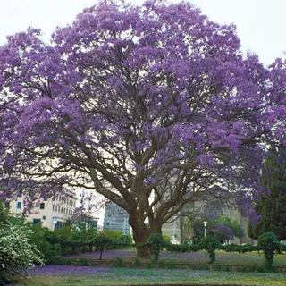 Garten-Schlüter® Klimawandelbaum – Blauglockenbaum - Paulownia tomentosa – Schnellwachsender Zierbaum mit imposanten Blütenrispen in Violettblau - bindet viel CO2 (3 Liter Topf 20-50 cm)