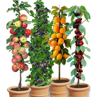 BALDUR Garten 4er Säulen-Obst-Raritäten-Kollektion Apfel, Brombeere, Kirsche + Aprikose, 4 Pflanzen, Obstbäume, winterhart, platzsparende Säule...