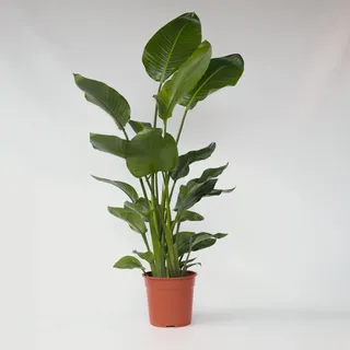 Plant in a Box - Paradiesvogelblume - Strelitzia nicolai Höhe 150-170cm