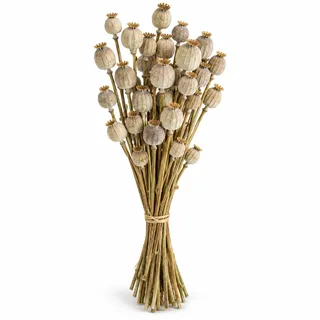 NaDeco Mohnkapseln getrocknet im Bund, ca. 60 cm, 150 g, Papaver | Naturbelassene Trockenblumen aus den Niederlanden, graugrün bis beige, für hohe Vasen, Floristik und Hochzeitsdeko