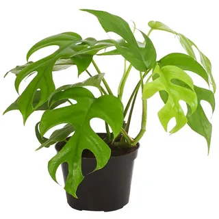 Dehner Fensterblatt Monstera minima/Rhaphidophora tetrasperma, Grün