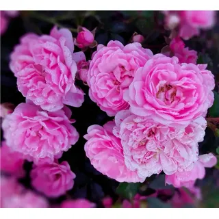 Bodendeckerrose – rosa