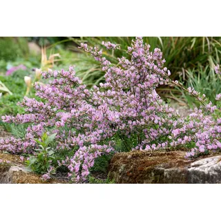 Pflanzen Für Dich Cytisus Purpureus C 2 40-60