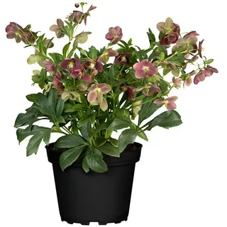 Piardino Christrose  (Helleborus orientalis, Topfgröße: 19 cm, Rosa)