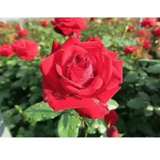 Edelrose  (Rosa 'Marlene', Rot)