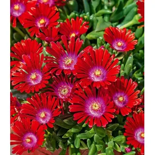 BALDUR Garten Bodendecker Winterharte Eisblume 'Sundella Red®', 2 St., Mittagsblume, reichblühend, winterhart, mehrjährig, pflegeleicht rot
