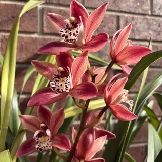 Cymbidium/winterhart mehrjährig Cymbidium/schnelles Wachstum/lange Blütezeit–hohe Qualität,gemischte,selten,ausgewählt-3 Cymbidium knolle-I