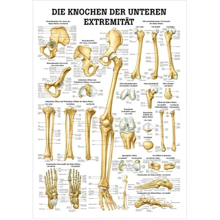 Die Knochen der unteren Extremität Lehrtafel Anatomie 100x70 cm med. Lehrmittel, Nicht Laminiert