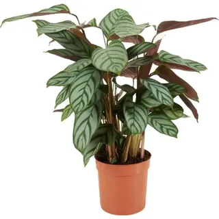 Calathea Setosa d17