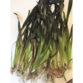 10 stk Riesenvallisnerie/Vallisneria Gigantea Aquariumpflanzen Wasserpflanzen