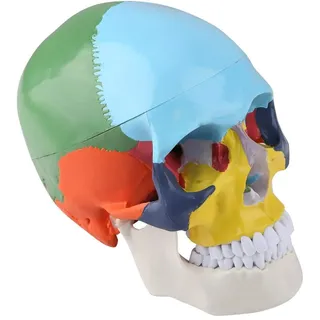 Osteopathisches Modell des menschlichen Schädels, didaktische Version (Schädelmodell)