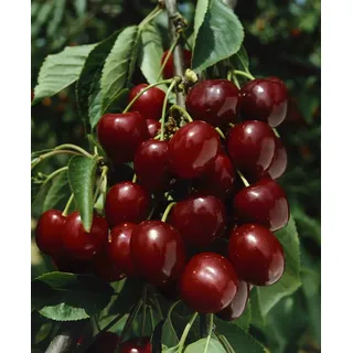Pflanzen Für Dich Prunus avium 'Große Schwarze Knorpel', Süßkirsche, 40 cm Stammhöhe
