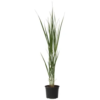 Plant in a Box - Panicum virgatum 'Northwind' Höhe 40-60cm