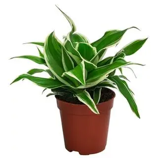 Grünlilie - Chlorophytum