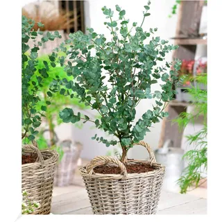BALDUR Garten Winterharter Eukalyptus Azura® im XXL-Topf,1 Pflanze, Eucalyptus gunnii, Azura, winterhart bis -20° C, mehrjährig, intensiv duftend, vertreibt Fliegen