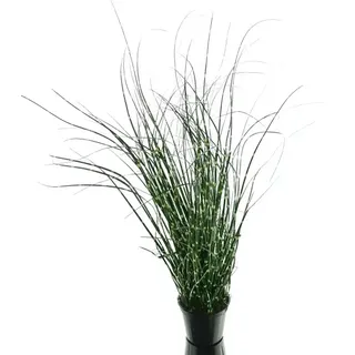 Gasper Zebragras - Miscanthus im Topf 42 cm - Kunstblumen