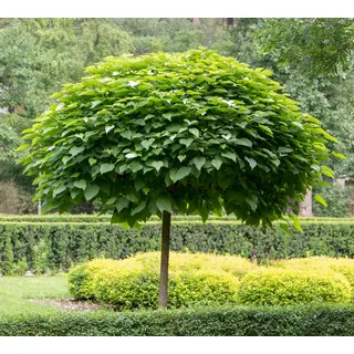 3st. Hochstamm Kugel-Trompetenbaum ‘Nana’ Stammhöhe 120-140cm Catalpa bignonioides