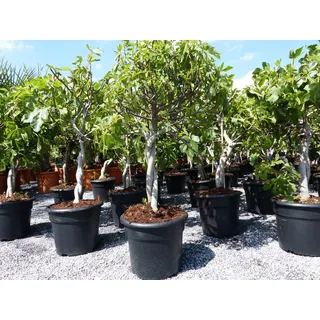 gruenwaren jakubik Feigenbaum - hell UND dunkel - in 1 Topf, Obstbaum, winterhart, Ficus Carica, Feige