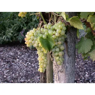 Pflanzen Für Dich Vitis vinifera 'Solaris', Weinrebe, 80–100 cm