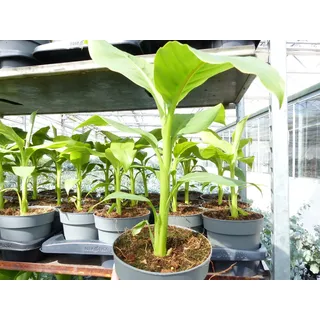 grünwaren Bananenstaude Musa Basjoo 60 - 80 cm winterhart Staude japanische Faserbanane